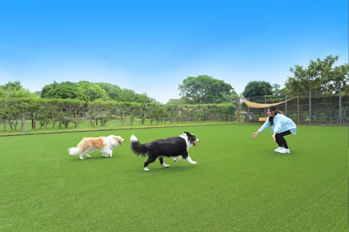 愛⽝アクティビティ