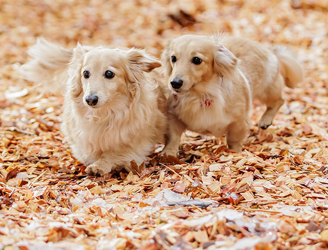 屋外ドッグラン