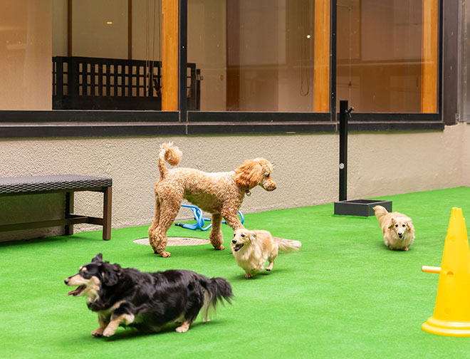 中庭ドッグラン