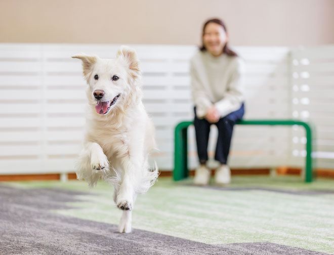 屋内ドッグラン