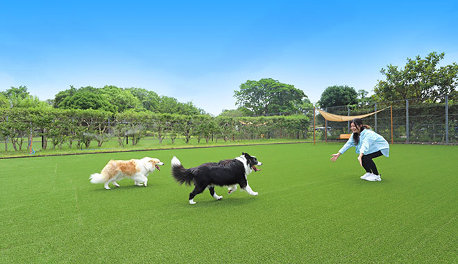 dog park 和み