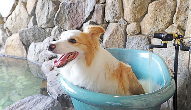 貸切家族風呂 （わんちゃん専用風呂付）
