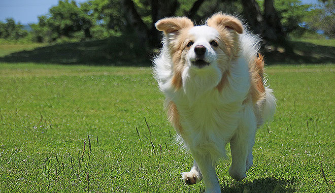 フォトサービス