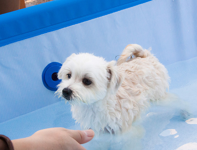 わんちゃん用プール