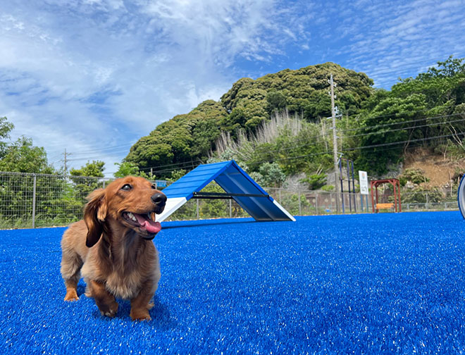 dog park 夕凪