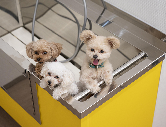 セルフグルーミングルーム