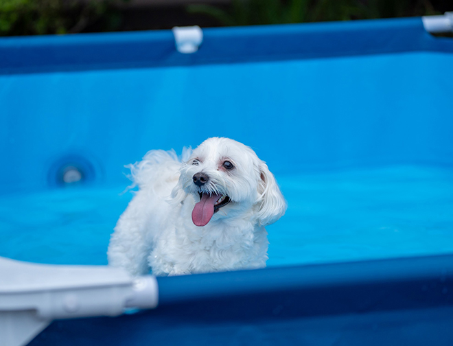 わんちゃん専用プール