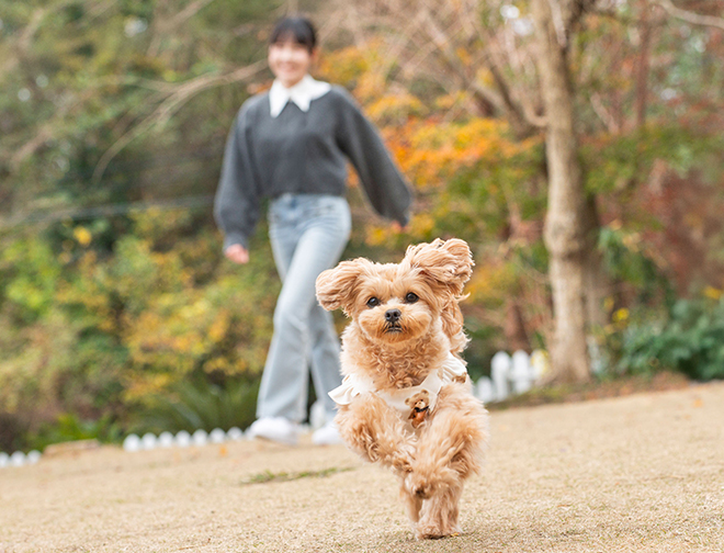 dog park 憩い