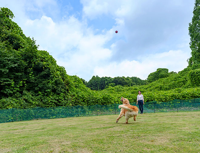 ドッグラン（犬種フリー）