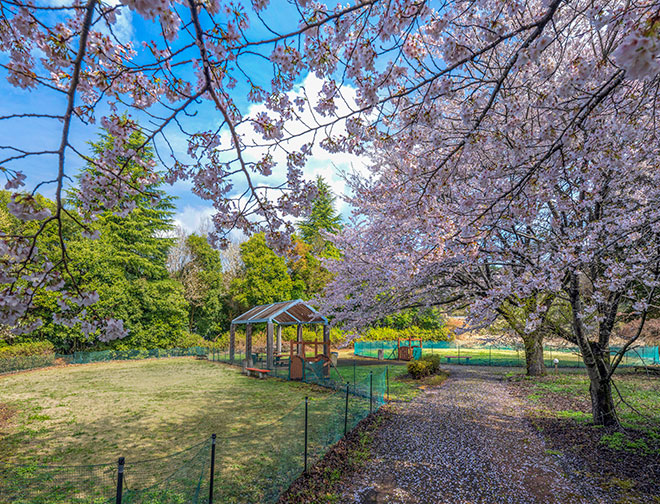ドッグラン（小型犬用）