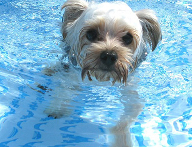 わんわんプール