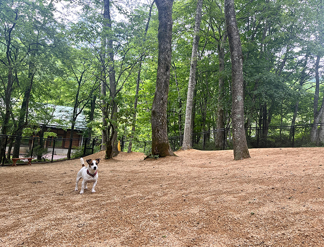 dog park 木魂
