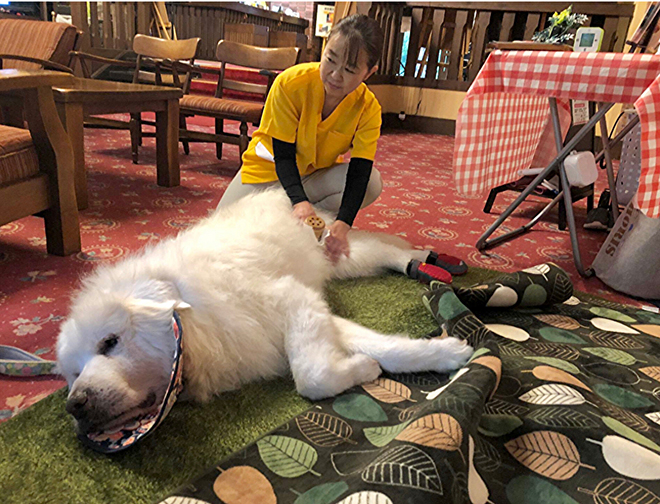 ペットマッサージ