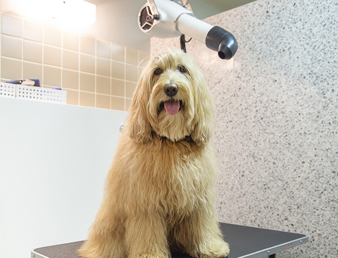 セルフシャンプールーム