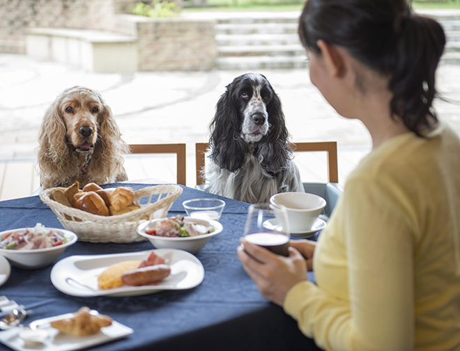 ペット同伴可能なレストラン