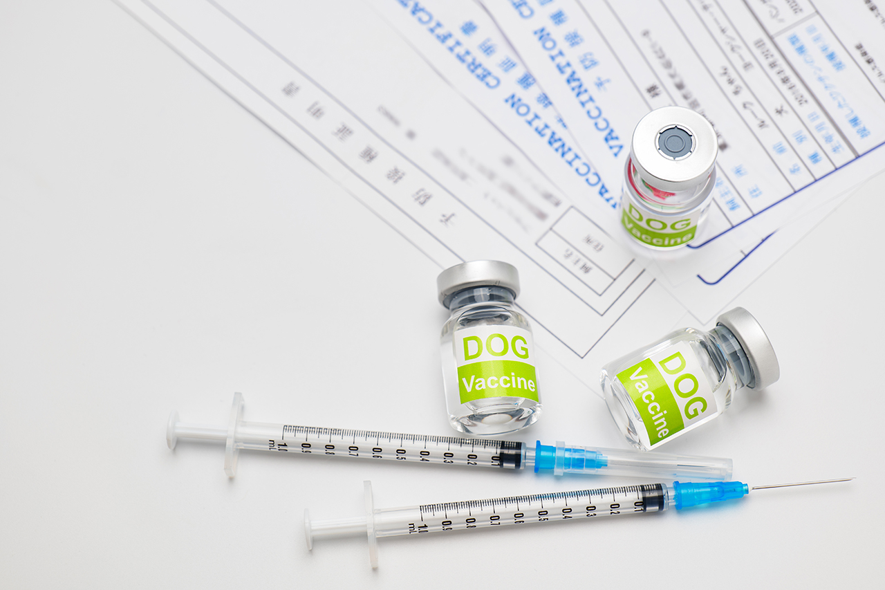 愛犬との旅行にワクチン接種証明書は必要？不要？