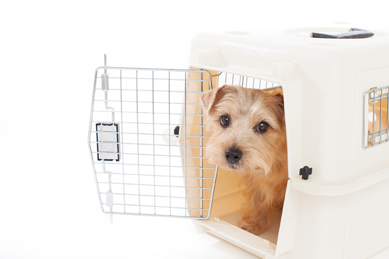 【犬の大きさ別】愛犬との旅行に必要な持ち物