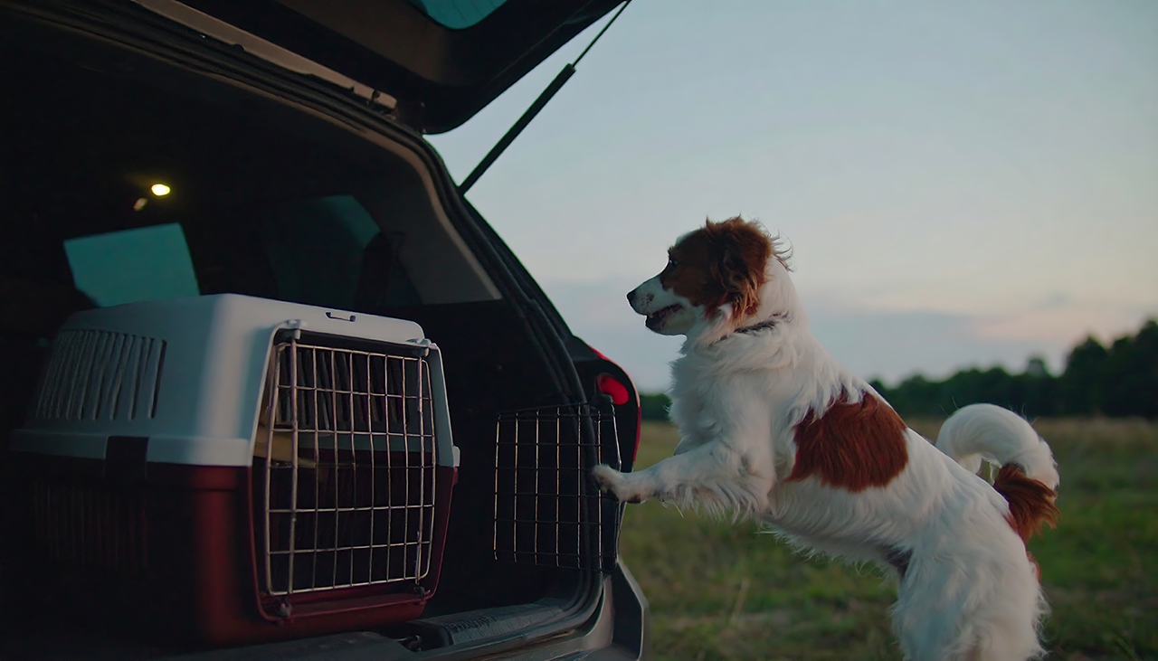 愛犬と車で旅行に行く際の移動時間の目安は？長距離移動の注意点は？