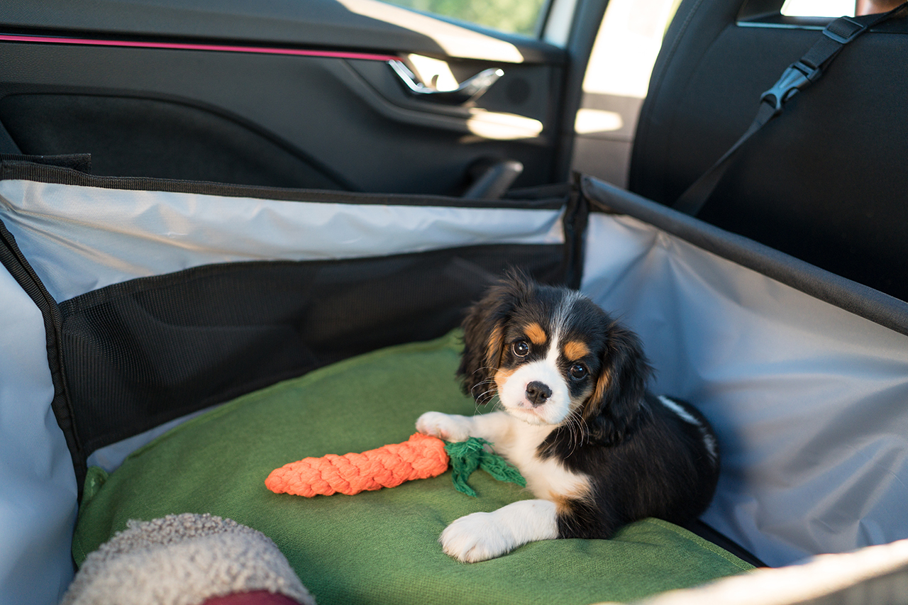 子犬・シニア犬（老犬）との車旅行で気をつけることは？