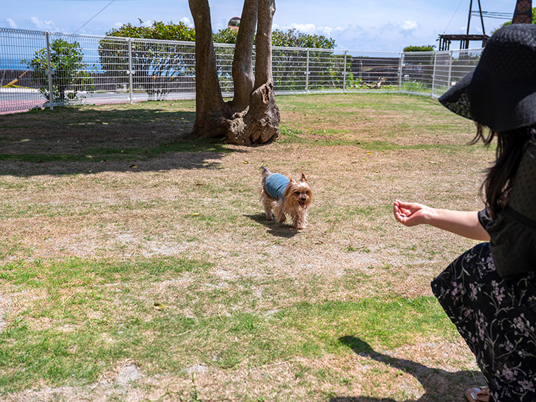 Dog spot jogasaki atagawa slide 02