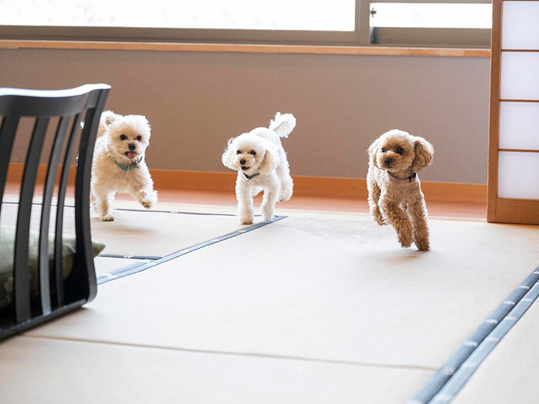 浜名湖わんわんパラダイスホテル