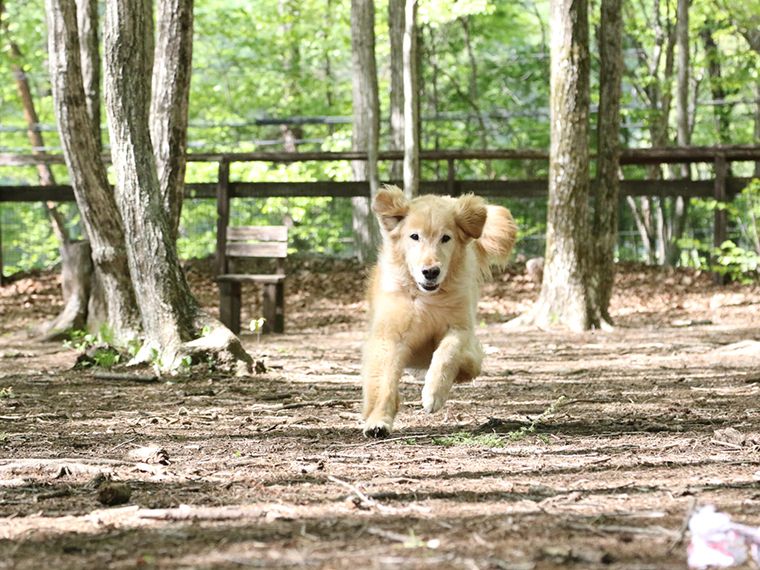八ヶ岳わんわんパラダイスコテージ