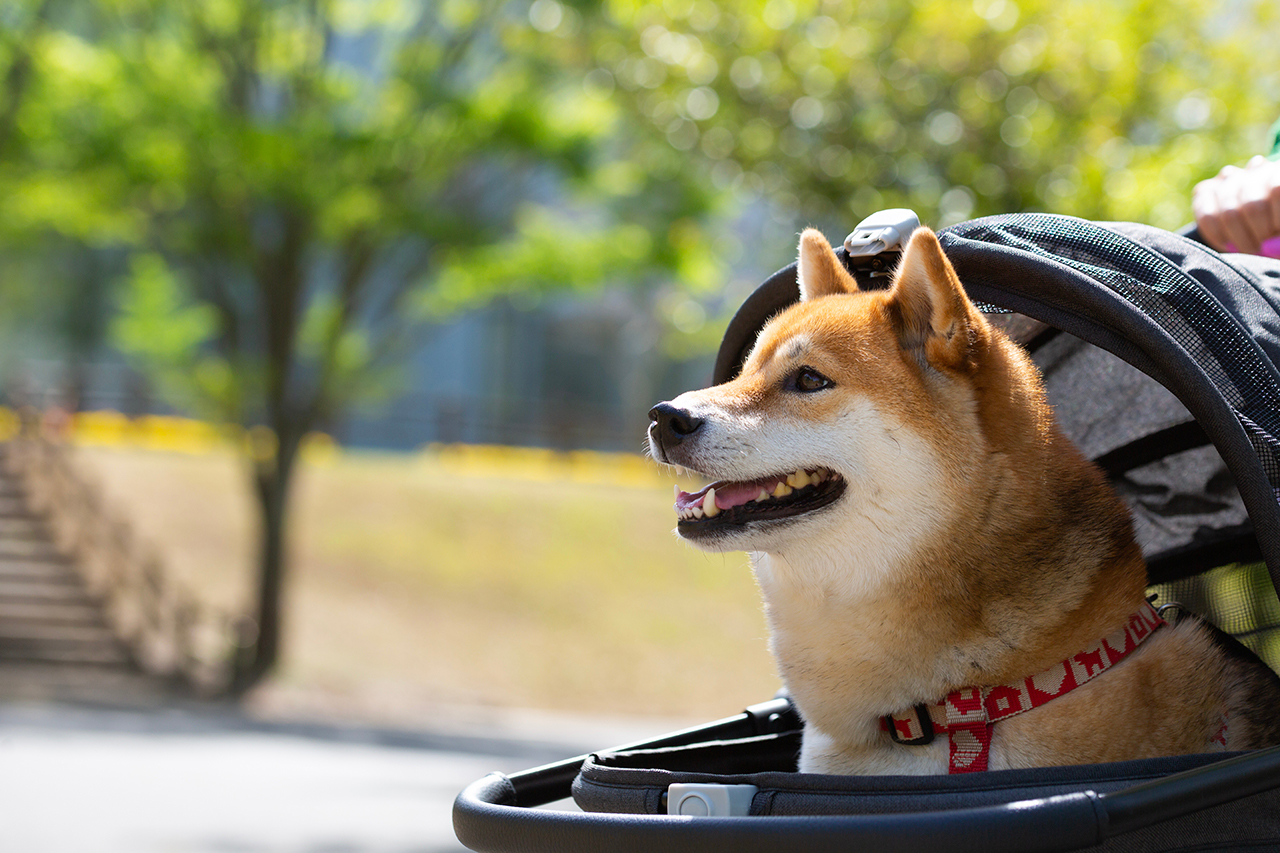 愛犬のストレスサインとストレス軽減対策・ポイント！
