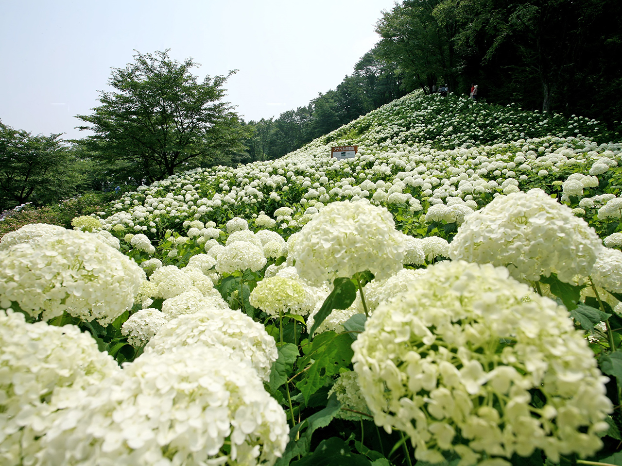 あじさい