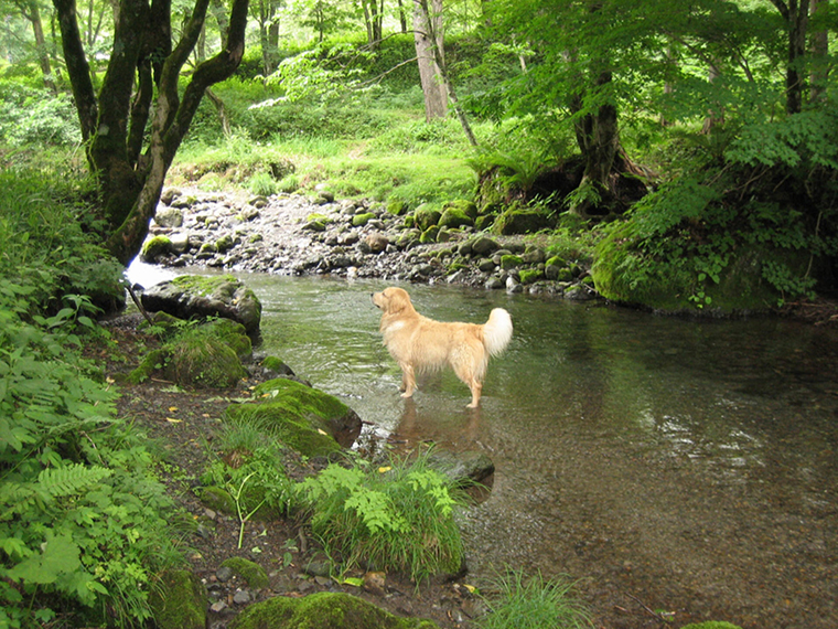 高山わんわんパラダイスホテル＆コテージ