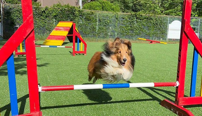 わんこフォトサービス