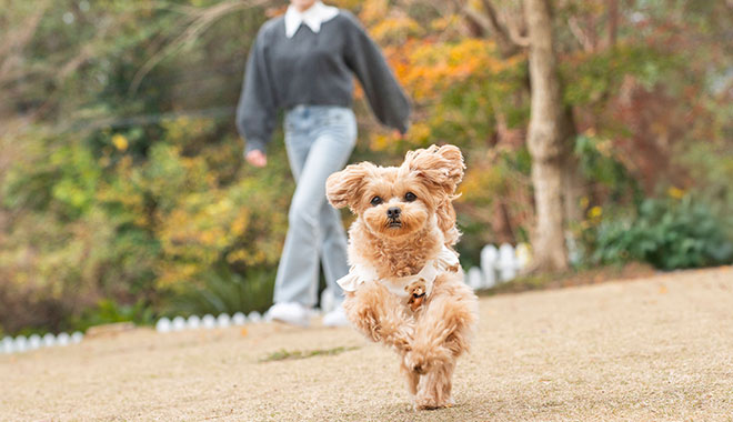 屋外ドッグラン
