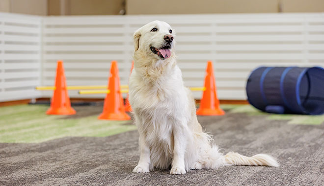 屋内ドッグラン