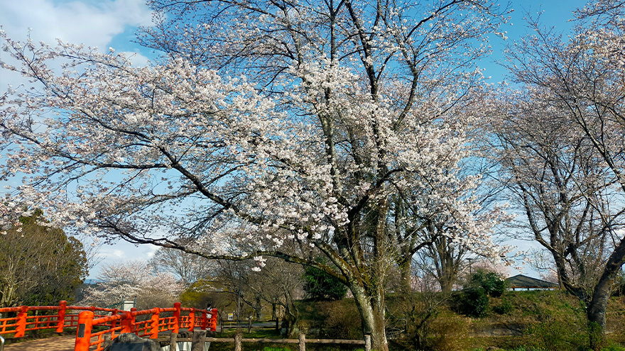 Enjoy a Dog Friendly Trip in Kitsuregawa 006 880×495