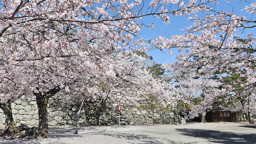 松坂城桜