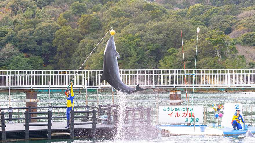イルカのあそびの時間