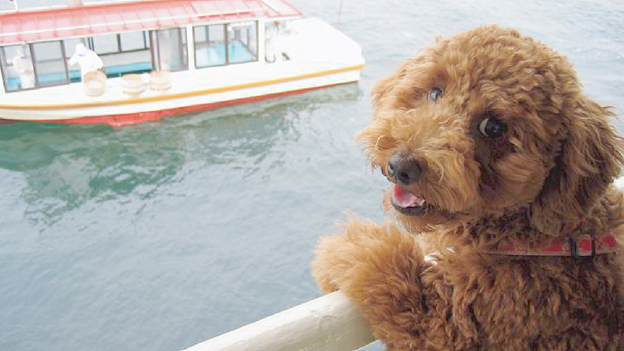 愛犬との旅プラン