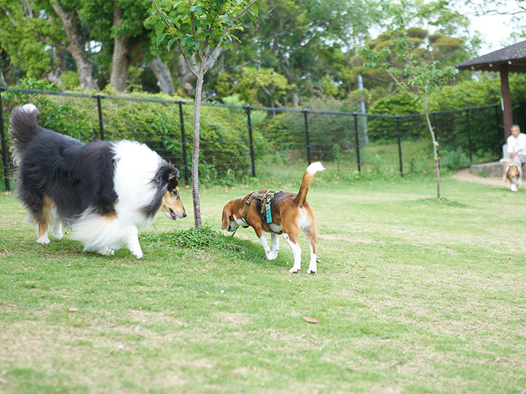 平草原ドッグラン