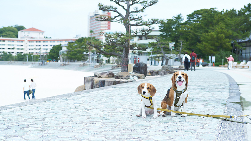 shirahama-stay_mv