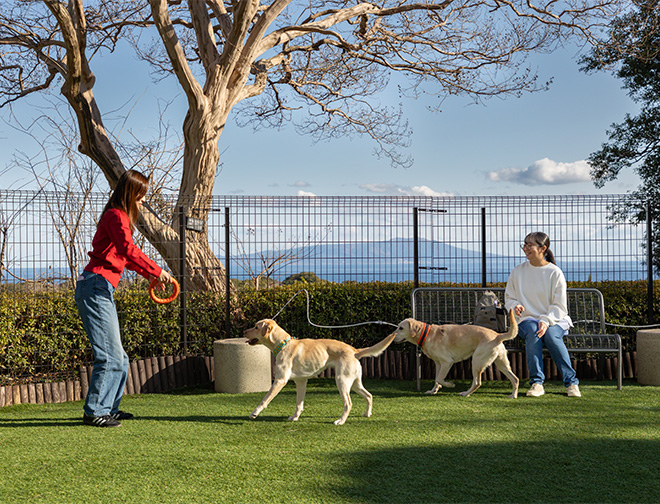 DOG PARK