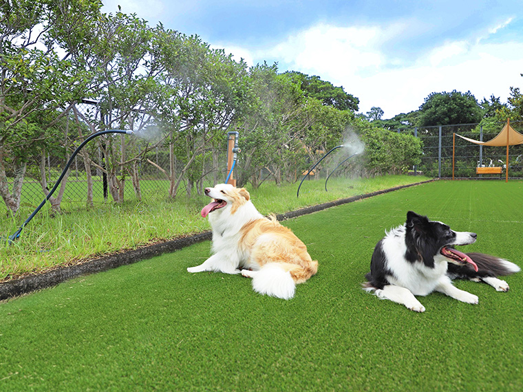 Nankishirahama Wanwan Paradise Facility DogPark 和み Shower TravelImage