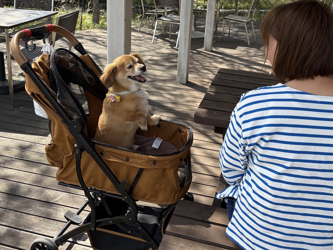 Cafe Facileのテラス席で過ごす愛犬