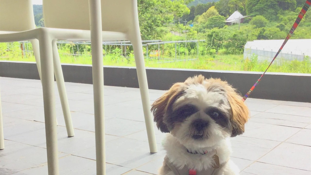 Café&Meal MUJIみんなみの里のテラス席で過ごす愛犬