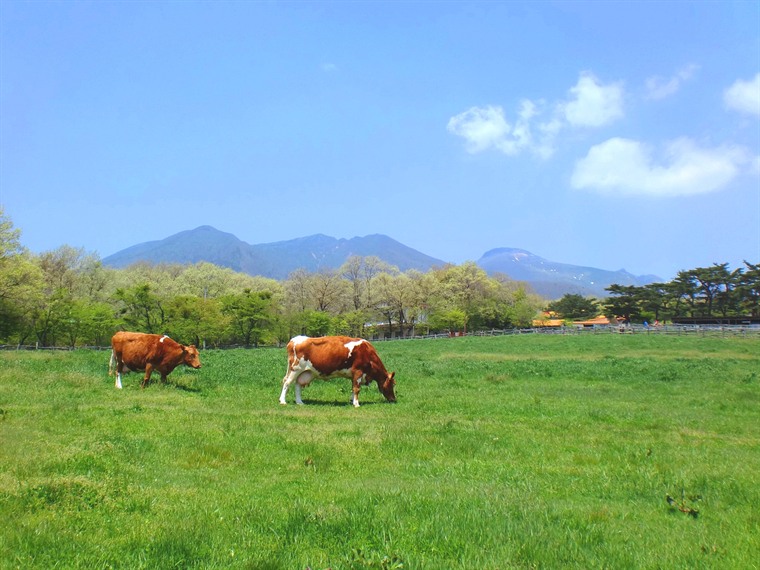 那須高原 南ヶ丘牧場のガーンジィ牛と那須連山