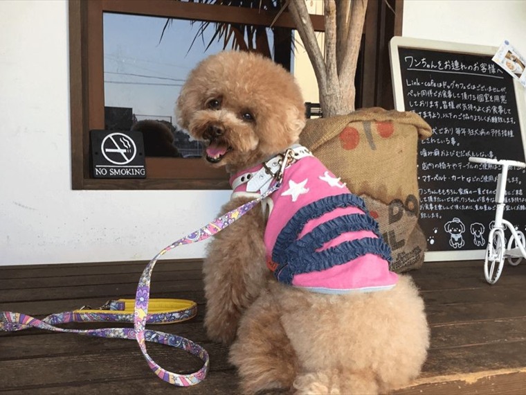 Link-cafeの個室で過ごすわんちゃん