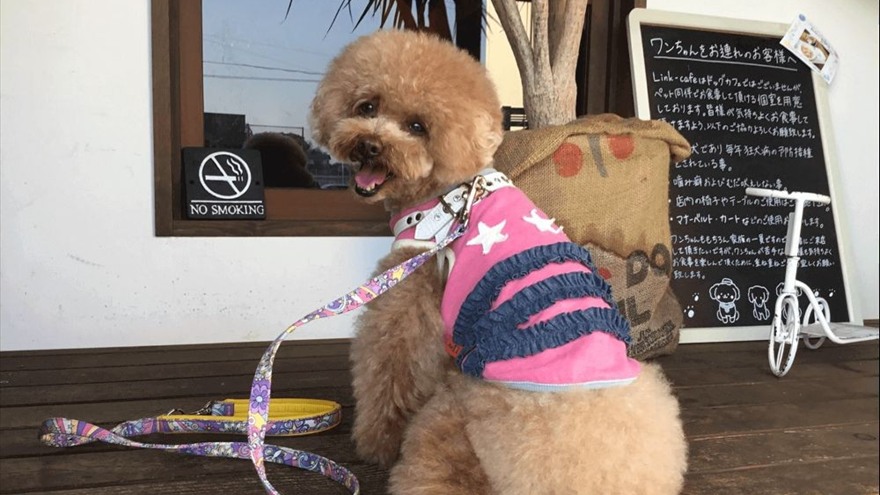 Link-cafeの愛犬同伴個室で過ごすわんちゃん