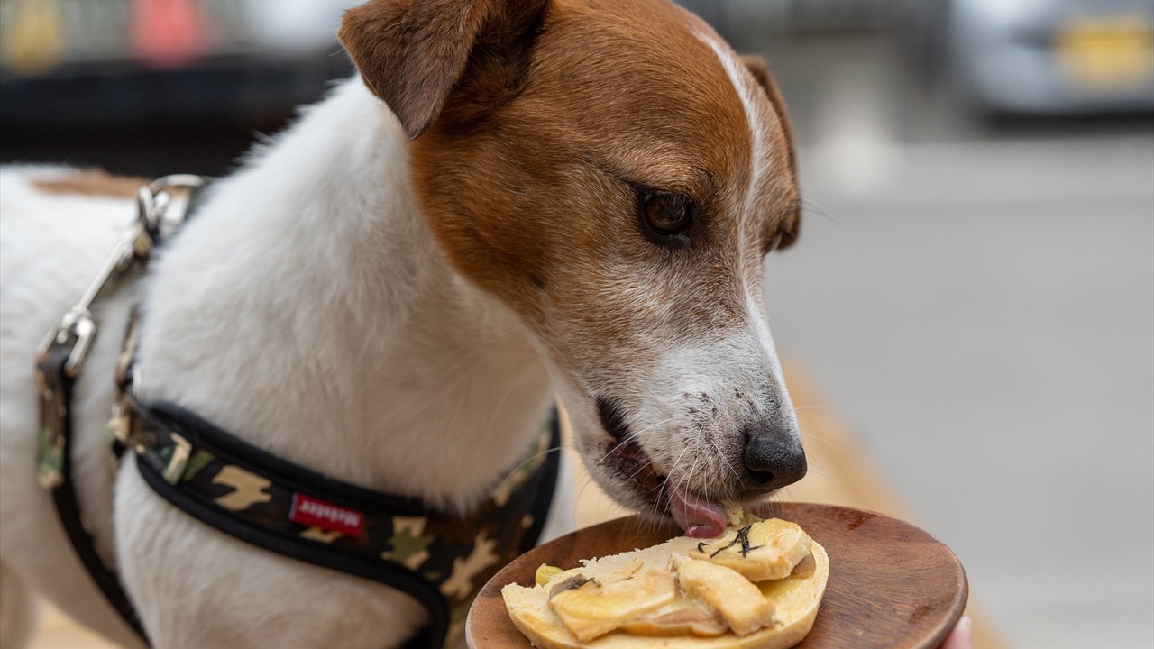 シマテラスで料理を楽しむ愛犬