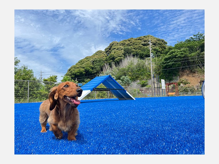 屋外ドッグランで遊ぶわんちゃん