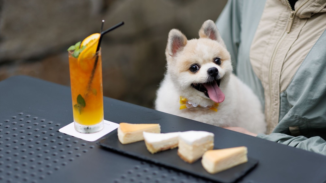 テラス席で過ごすわんちゃん