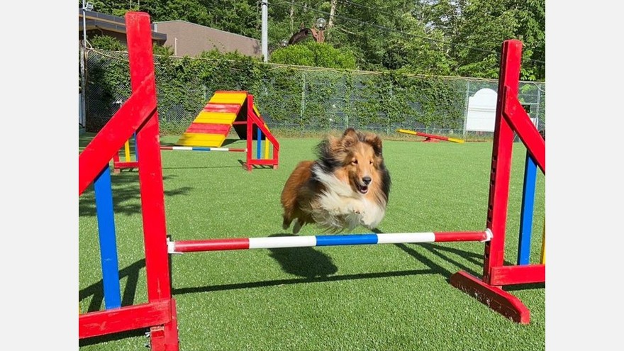 Slide01 yatsugatake dogpark 880x495