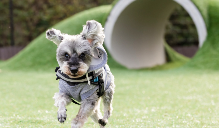 小型犬から大型犬、多頭飼いまで安心の受け入れ体制